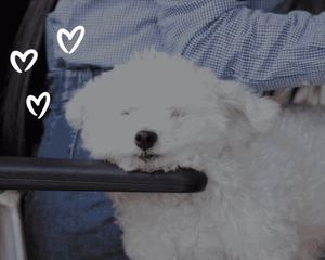 Sponsorpitch & THE DOG PEOPLE ™ Powered by ROVER.COM